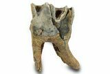 Fossil Woolly Rhino (Coelodonta) Tooth - Siberia #380742-1